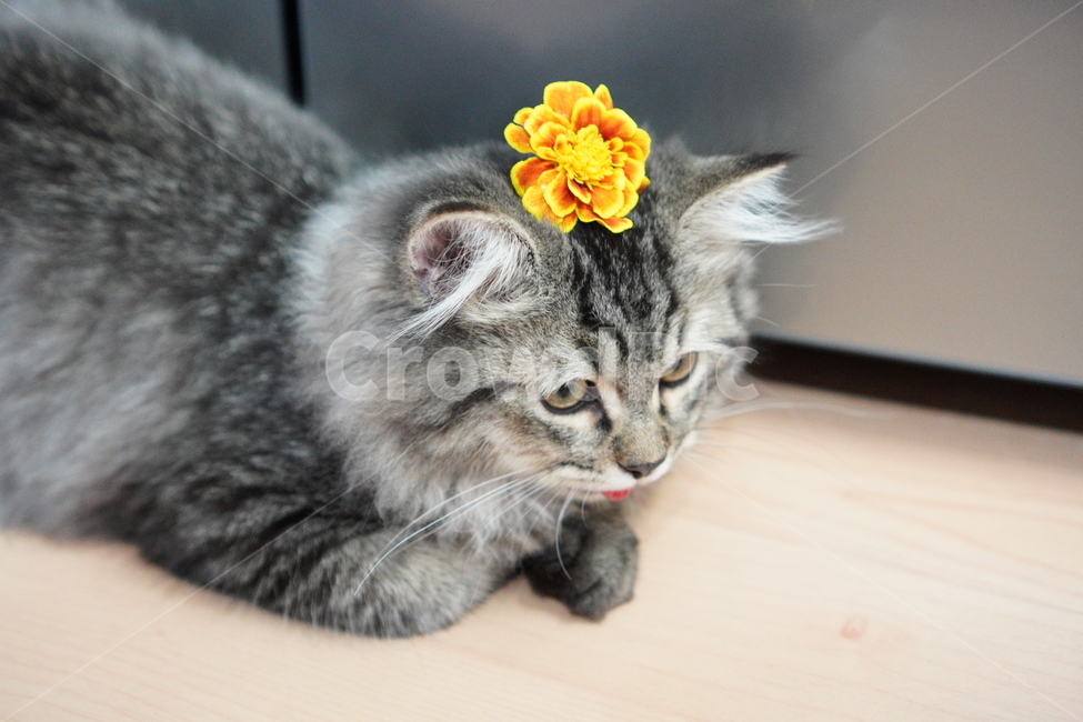 고양이,귀여운고양이,어린고양이,페르시안고양이,냥이,야옹이,반려묘,cat,cutecat,동물,animal,포유류,mammal,고양이,cat,kitten,kitty