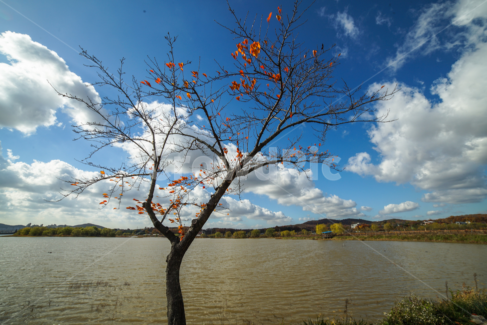 호수,나무,단풍,가을,하늘,구름,계절,가을,계절,fall,autumn,season,자연,풍경,nature,landscape,나무,trees,wood,outdoors,옥외
