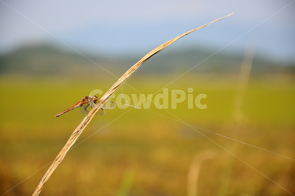 잠자리,가을,노란,우포늪,접사,동물,animal,곤충,벌레,insect,bug