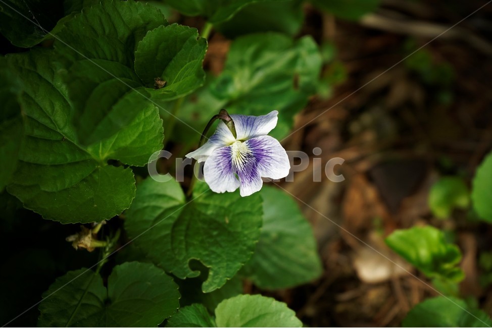 종지나물,제비꽃,미국제비꽃,봄꽃,보라색,식물,bloom,flower,spring,nature,season종지나물,season,흰색
