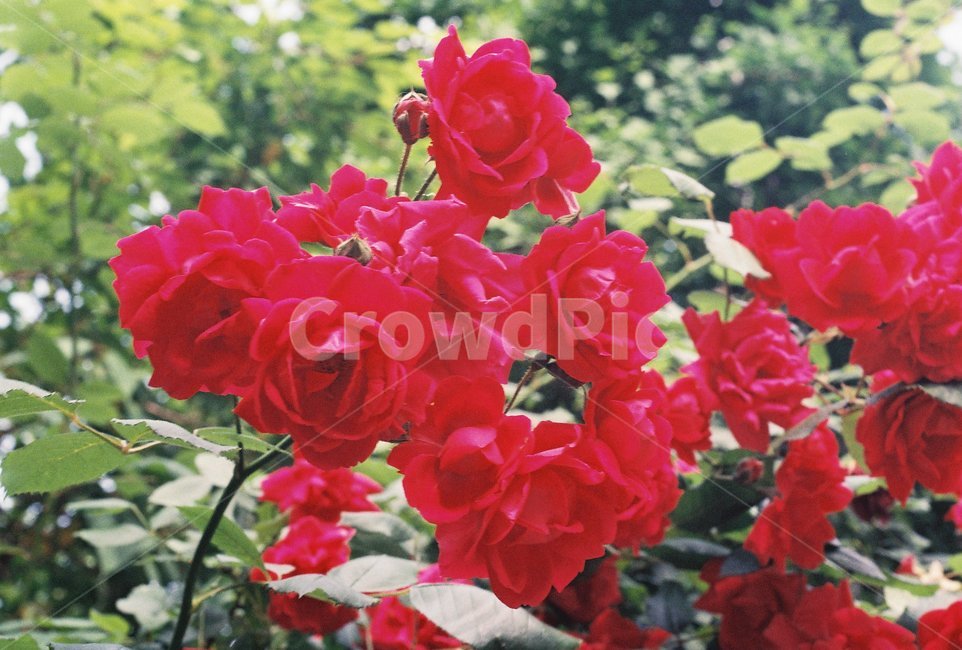 flower,꽃,plant,blossom,장미,필름사진,감성사진