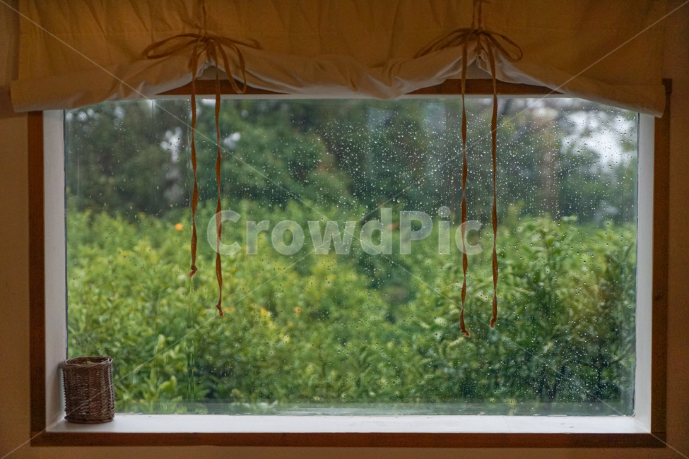 비,빗방울,초록,창문,숲,운치,그린,풀,윈도우,여름,window,녹색,배경,homedecor,가정장식,비오는날,귤밭,나무,창,프레임,틀,귤,시원,시원한,푸른,밭