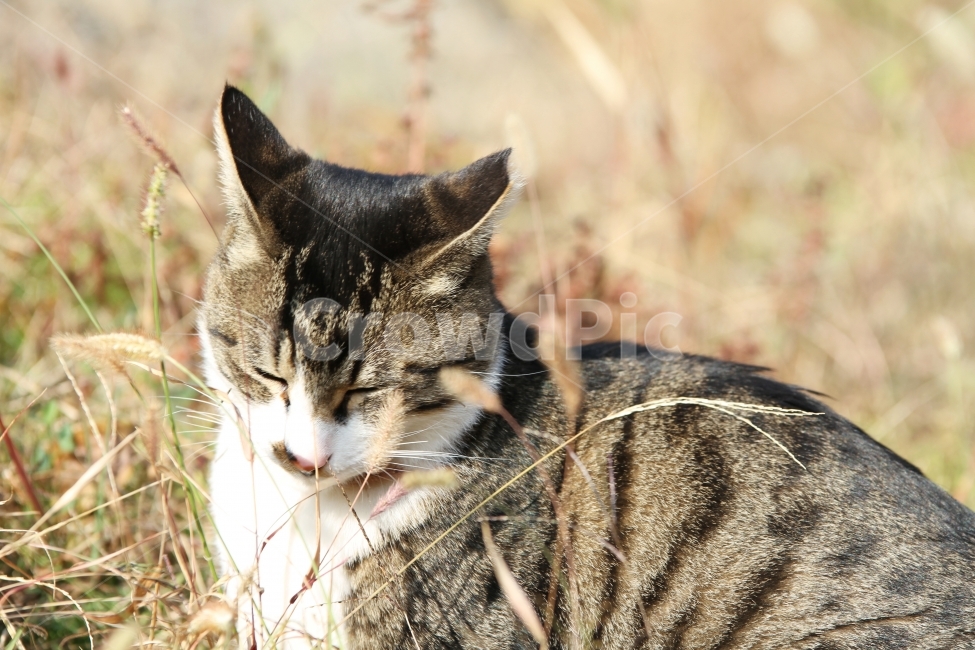 고양이,길고양이,공원,동물,감성사진,고양이표정,동물,animal,포유류,mammal,고양이,cat,kitten,kitty