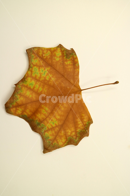 낙엽,가을,나뭇잎,잎,잎사귀,오브젝트,누끼,계절,식물,자연,낙엽잎,fallenleaves,deadleaves,가을낙엽,가을,계절,fall,autumn,season,leaf,plant,tree,나무