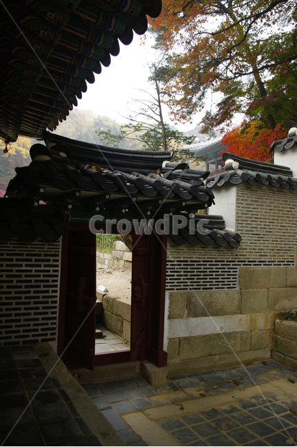 창덕궁후원,고궁,건축,전통건축,traditional,전통,기와지붕,담장,문,가을,fall,나무,식물,plant,단풍,한국전통,한국문화,korean traditional,korean culture,건축물,건물외관,exterior,building,structure,architecture,construction