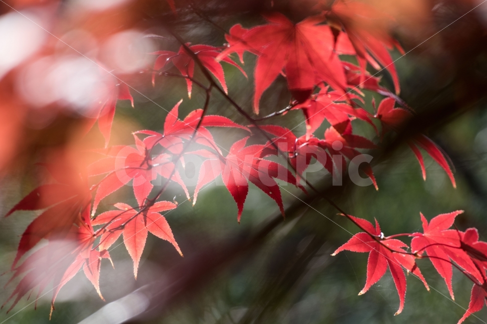 단풍,보케,가을,감성,보캐,낮보케,가을,계절,fall,autumn,season,식물,자연,plants,nature,감성,sensible,feeling,leaf,잎,plant,tree,나무
