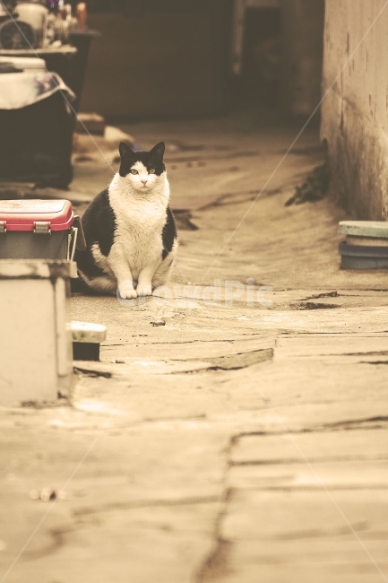 동물,animal,고양이,cat,길고양이,streetcat,길냥이,겨울,골목,골목길,아이컨택,eyecontact,골목길,alley,동물,animal,포유류,mammal,고양이,cat,kitten,kitty,감성,sensible,feeling