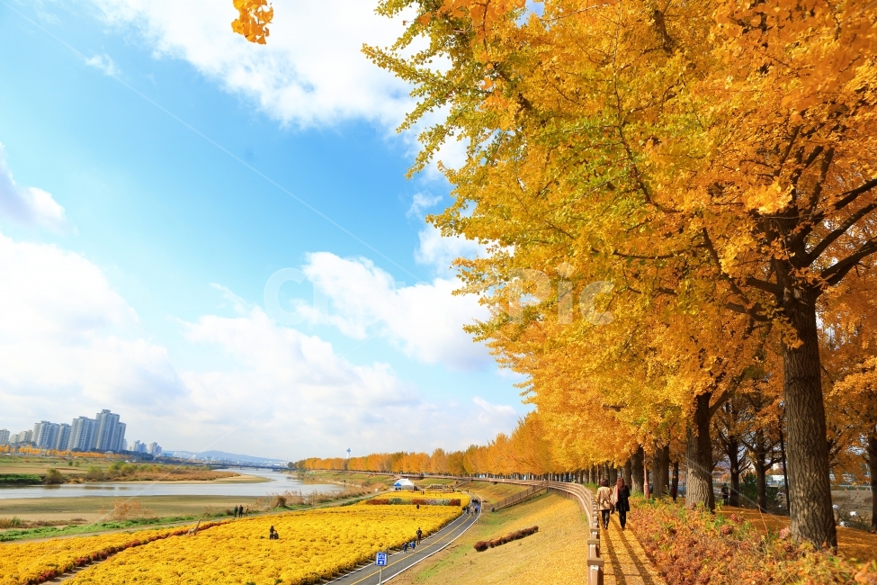 은행나무,은행나무길,은행,곡교천,만추,노랑,노란,가을,단풍,가을,계절,fall,autumn,season,자연,풍경,nature,landscape,한국자연풍경,한국자연경관,korea nature landscape,식물,plants,나무,trees,wood,tree,plant,human,인간,person,사람