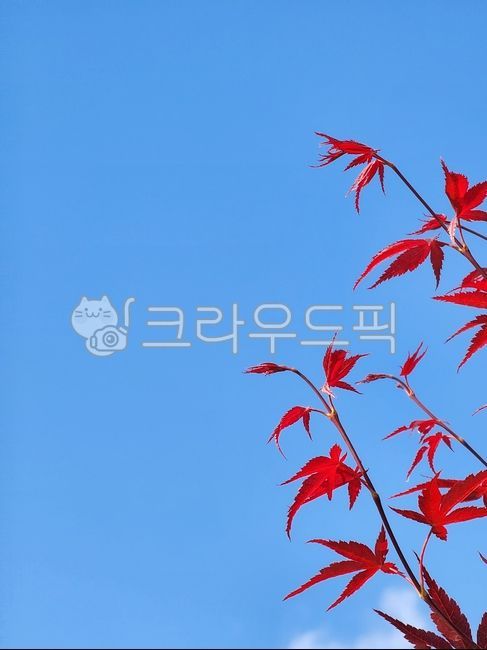 sky,Maple tree,tree,red tree leaves,peacock maple
