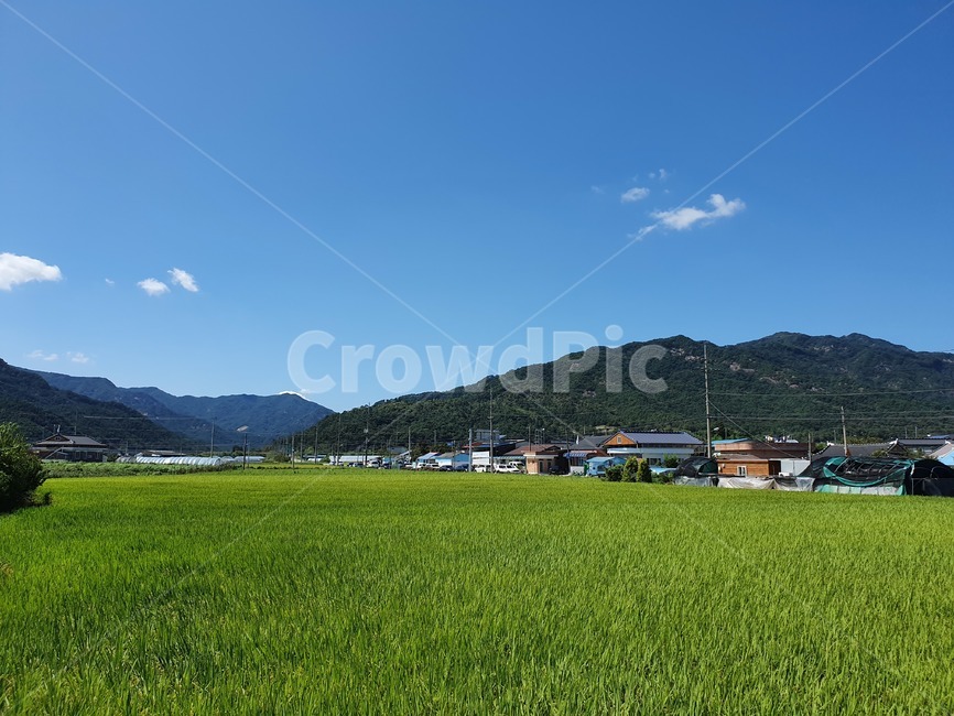 nature,자연,grassland,목초지,outdoors,옥외,field,들,countryside,한지방,farm,농장,rural,grass,잔디,plant,식물,논,시골,마을,풍경,landscape,country,rural,town,농업,농사,agriculture,farming,farming industry