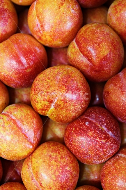 자두,빨강,수확,싱싱한,과일,음식,식재료,요리,먹거리,가을,추수,과일,열매,fruit