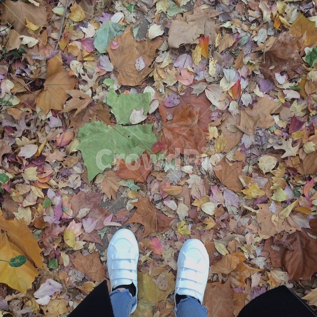 낙엽,가을,갈색,잎,자연,가을,계절,fall,autumn,season,leaf,plant,식물,ground,바닥