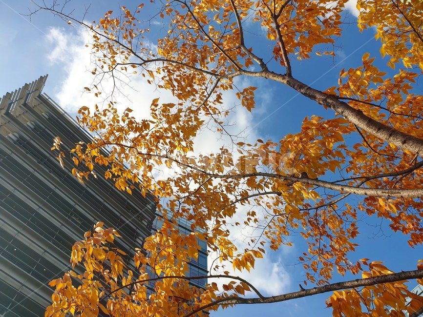 가을,하늘,구름,단풍나무,단풍,단풍잎,주황색,붉은색,가을,계절,fall,autumn,season,식물,자연,plants,nature,나무,trees,wood,건축물,건물외관,exterior,building,structure,architecture,construction,plant,leaf,잎,tree