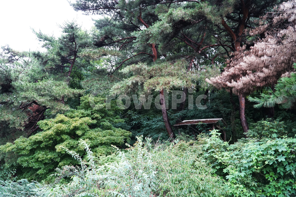 Spider web,forest,pine tree,Dullegil,hauntedhouse,hut,desertedhouse,Baekun Lake,spiderweb,abandoned,ruin,koreanredpine,fear,terror,horror,nature,tree,shade,sperm,blight,haunted house,ruins,abandoned house,scared