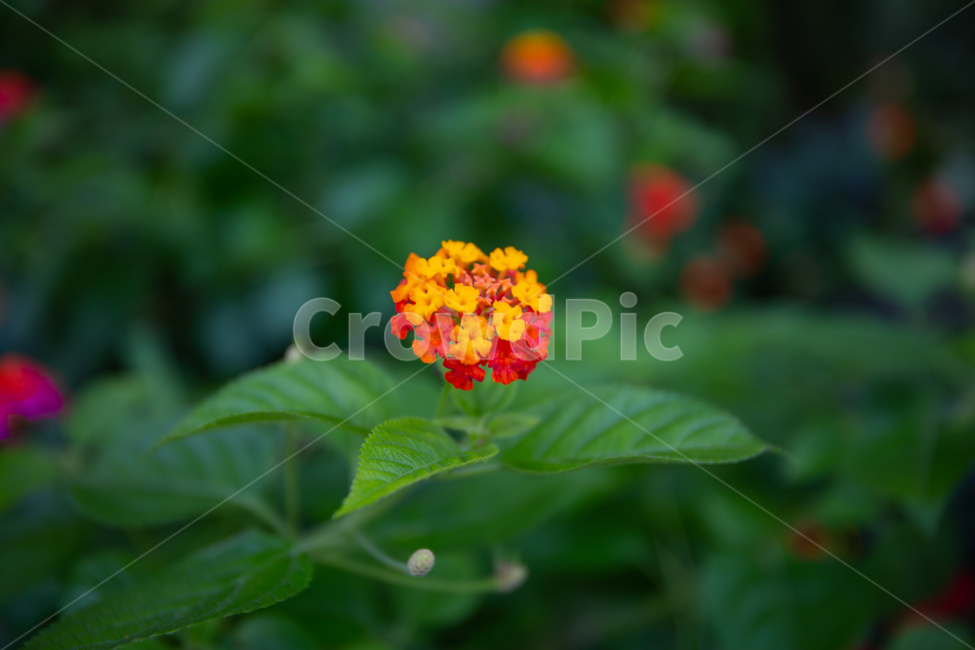 blossom,flower,꽃,geranium,plant,식물,풀,봄,여름,식물,자연,plants,nature,꽃,flower