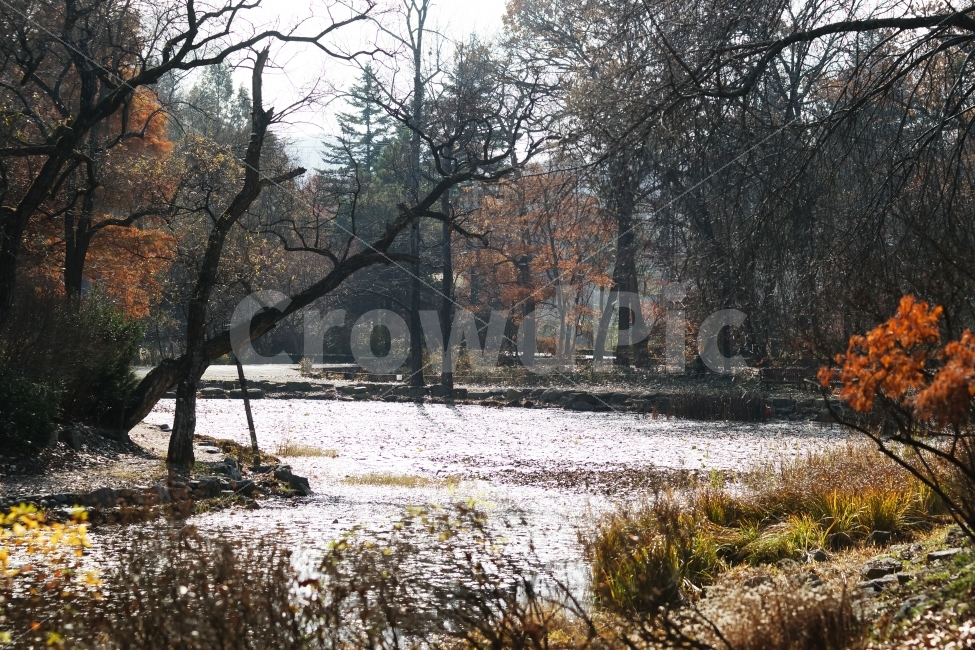 국립수목원,광능수목원,연못,추색,만추,자연,풍경,nature,landscape,가을,계절,fall,autumn,season,plant,식물,tree,나무,tree trunk,나무 줄기