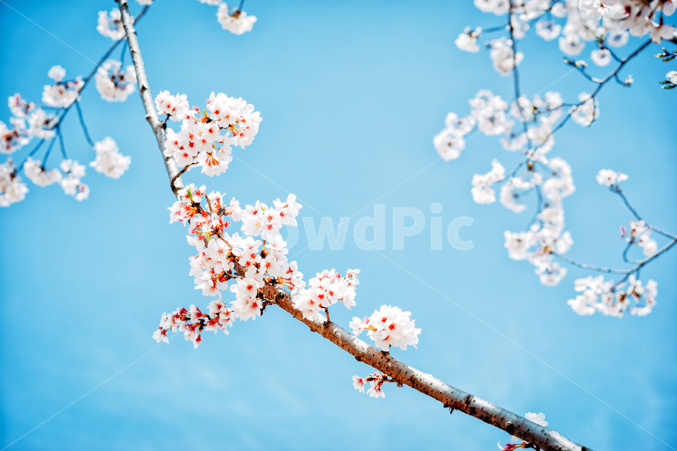 벚꽃,계절,봄,꽃,봄꽃,자연,풍경,식물,하늘,파란색,분홍색,흰색,배경,백그라운드,감성,봄,계절,spring,season,식물,자연,plants,nature,꽃,flower,plant,blossom