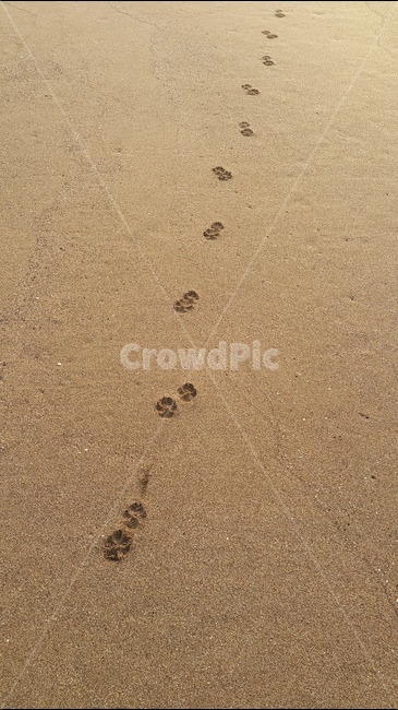 동물발자국,모래,제주도,감성,풍경,해변,바다,beach,sea