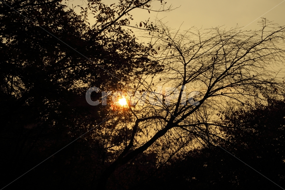 일몰,남산타워에서,가을,풍경사진,서울,식물,자연,plants,nature,나무,trees,wood,실루엣,그림자,silhouette,shadow