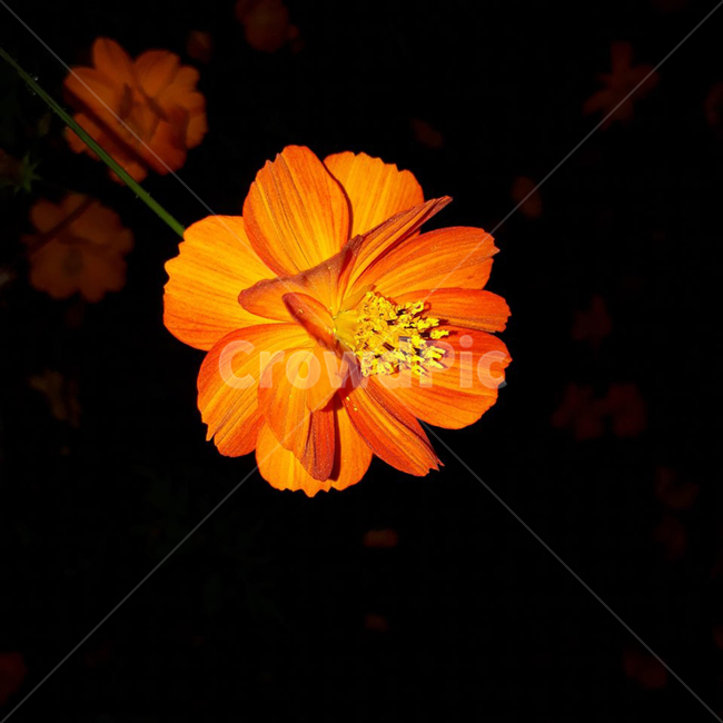 plant,식물,flower,꽃,blossom,조명,빛