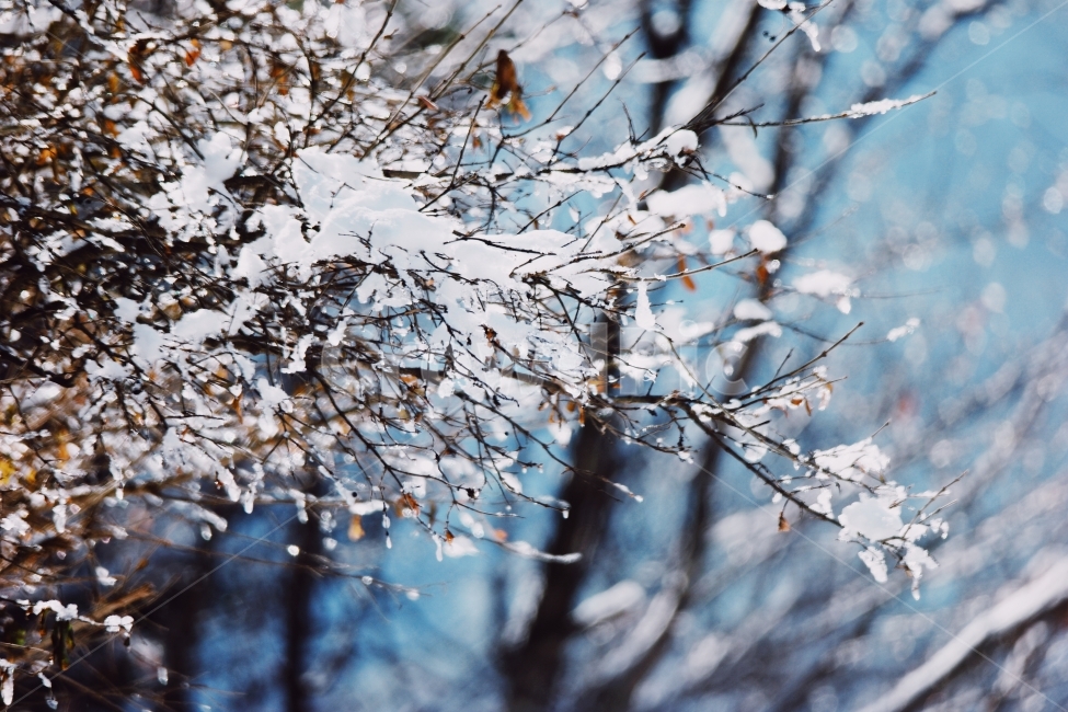 겨울,눈,나무,눈꽃,풍경,강,새,고요,아침,경관,자연,풍광,nature,landscape,한국자연풍경,한국자연경관,koreanaturelandscape,감성,감정,sensible,feeling,emotion,계절,season,마을,rural,한국전통,한국문화,koreatraditional,koreaculture,plant,trees,wood,겨울,계절,winter,season,식물,자연,plants,nature,감성,sensible,feeling
