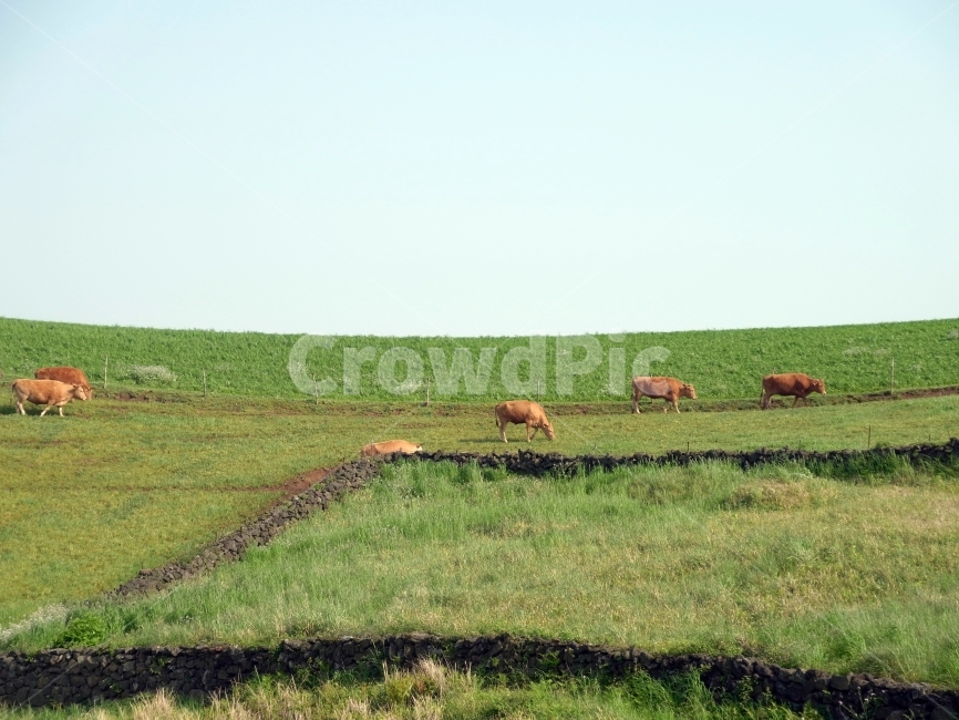 소,들판,소때,목장,등선,자연,풍경,nature,landscape,동물,animal,포유류,mammal,cow,cattle,가축,field,들,outdoors,옥외,grassland,목초지,farm,농장,rural,농촌,pasture