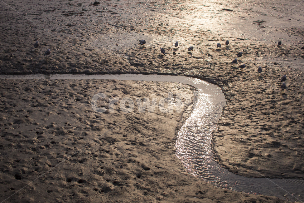 바다,갯벌,노을,저녁,갈메기,S,곡선,물,물줄기,바닷물,자연,풍경,nature,landscape,해변,바다,beach,sea,동물,animal,조류,새,birds,ground,바닥