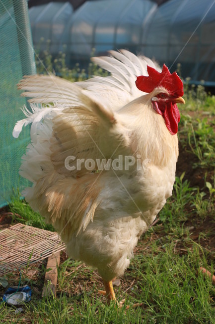 동물,닭,수탉,애완닭,동물농장,동물복지,animal,bird,chicken,동물,animal,조류,새,birds