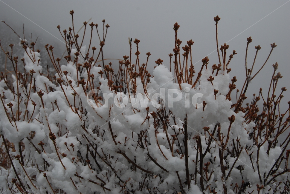 식물,꽃,겨울,산,자연,겨울,계절,winter,season,식물,자연,plants,nature