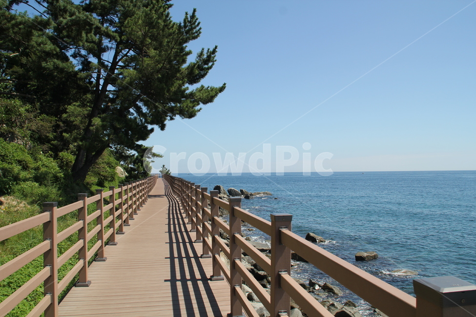 해변,산책,소나무,바다,길,자연,풍경,nature,landscape,railing,난간,bridge,다리,building,건물,boardwalk,산책로