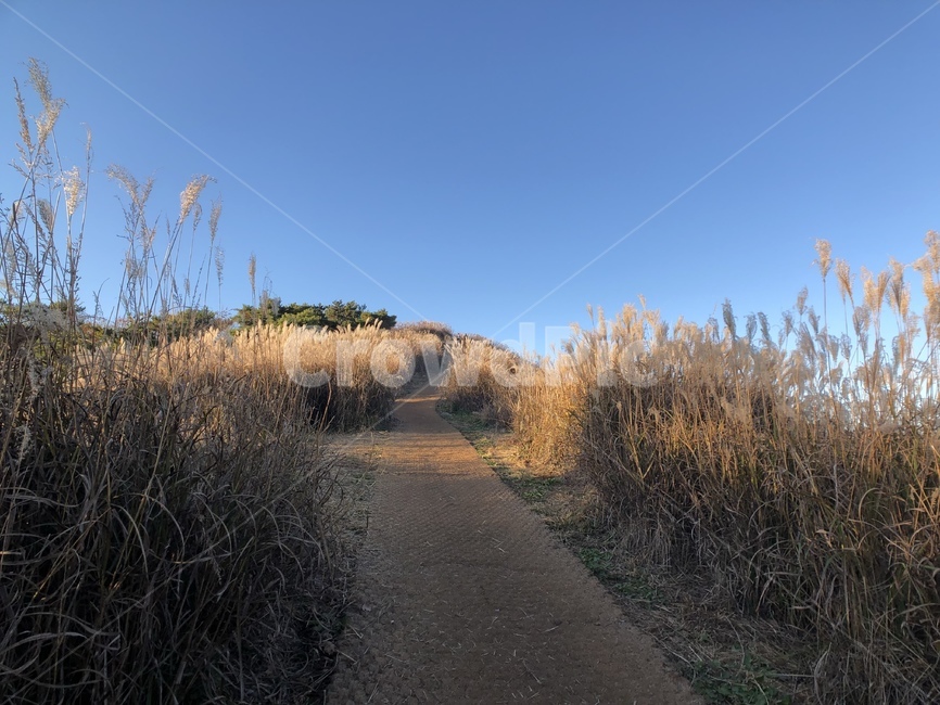 자연,갈대,억새,산책로,산길,가을,가을,계절,fall,autumn,season,자연,풍경,nature,landscape,grass,잔디,plant,식물,lawn,reed