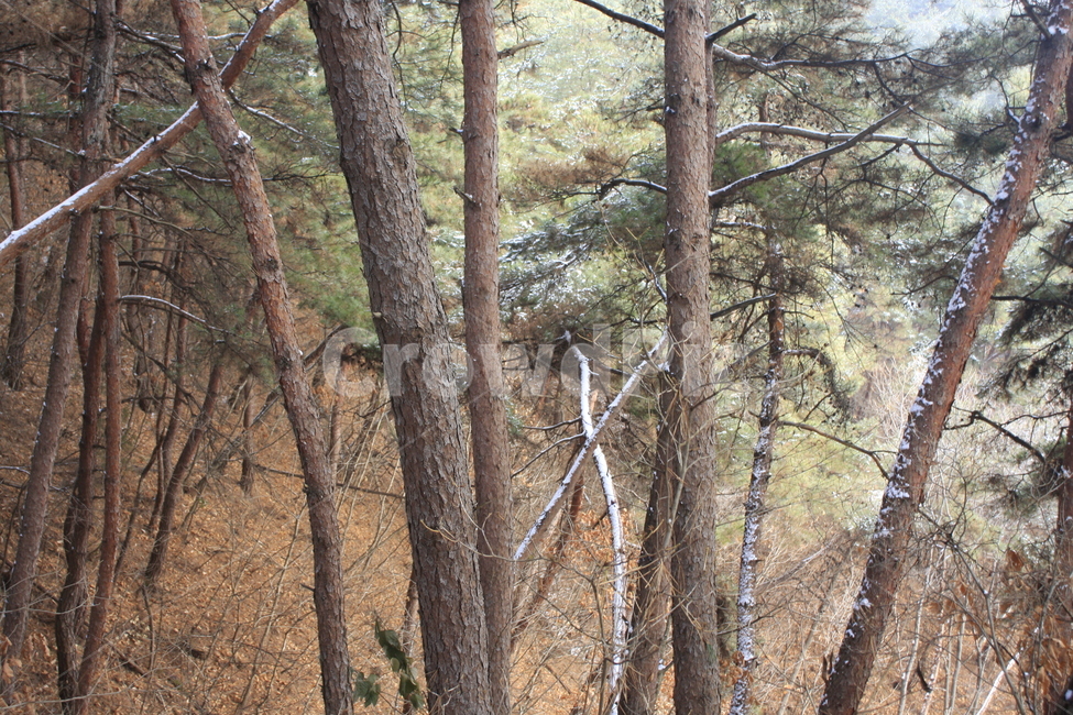 의림지,용두산,소나무,나무,자연,겨울,계절,winter,season,자연,풍경,nature,landscape,식물,plants,나무,trees,wood,tree,plant,tree trunk,나무 줄기