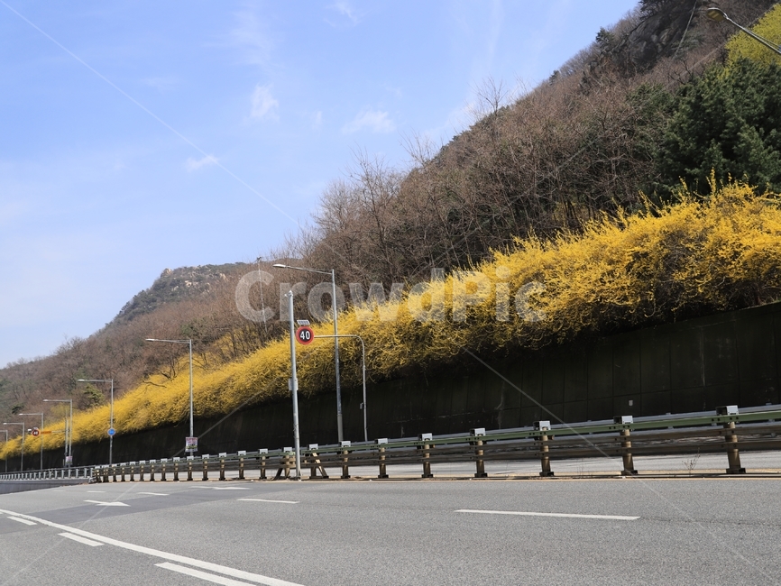 개나리,개나리도로,하늘,파란하늘,자연
