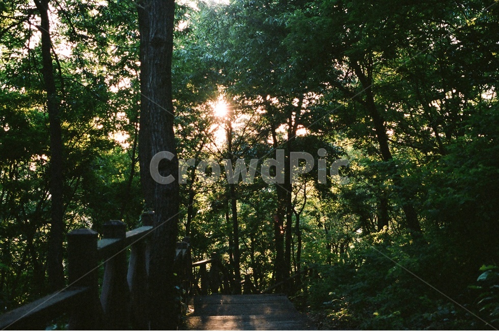 나무,숲,공원,해질녘,노을,태양,산책,등산,새벽운동,자연,풍경,nature,landscape,light,빛,flare,플레어
