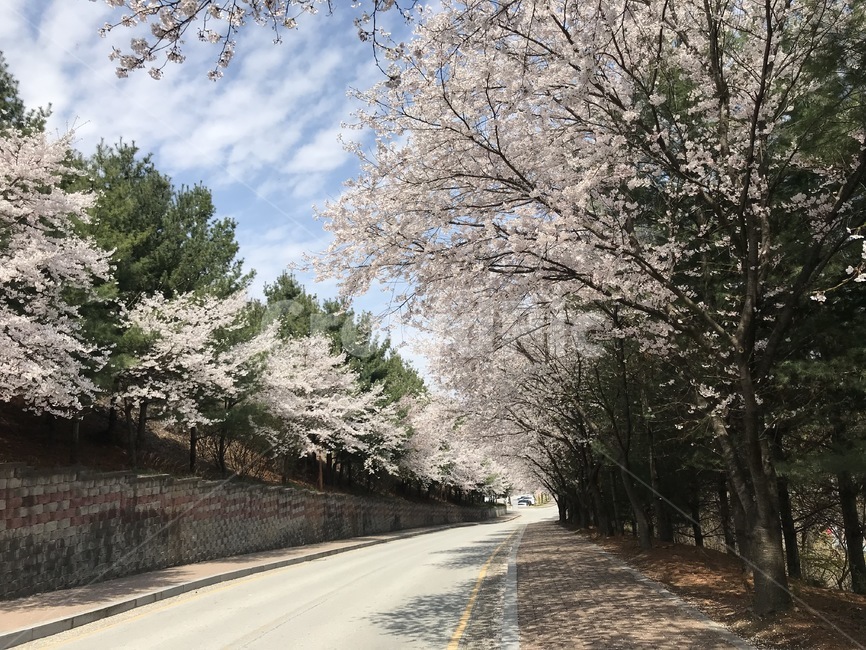 벚꽃,봄,벚꽃길,하늘,자연,풍경