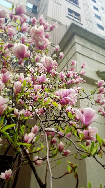 목련,봄,청춘,꽃,나무,식물,자연,plants,nature,꽃,flower