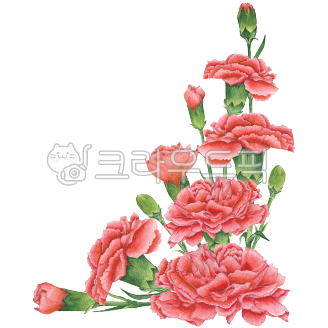 carnationdrawing,Botanical,Frame illustration,carnation,framedesign,flowerbouquet,flower bouquet,flower decoration,red,botanical,flowerarrangement,carnation flower,drawing,flower border,Carnation illustration,floral,flowerillustration,floraldesign,carnati
