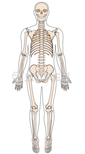 사람,메디컬일러스트,해골,두개골,해부학,의학,그림,전신,신체,척추,다리,머리,갈비뼈,일러스트,앞모습,관절