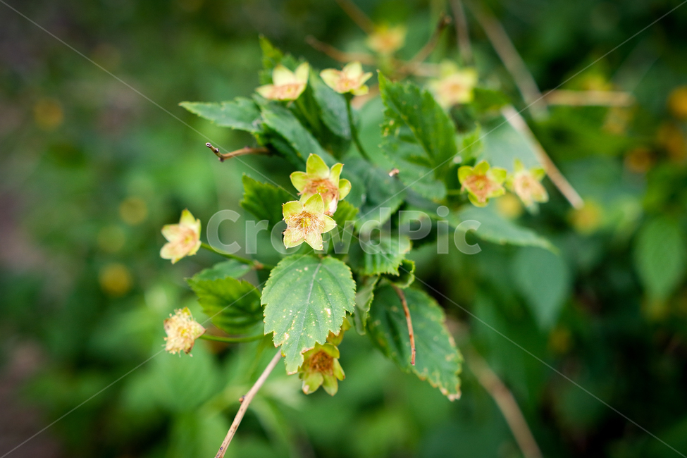 피나무꽃,피나무,작은꽃,봄나무,봄꽃,봄,봄날,화단,봄화단꽃,자연,식물,plants,nature,flower,spring,아웃포커싱,공원,봄,계절,spring,season,식물,자연,plants,nature,꽃,flower,plant