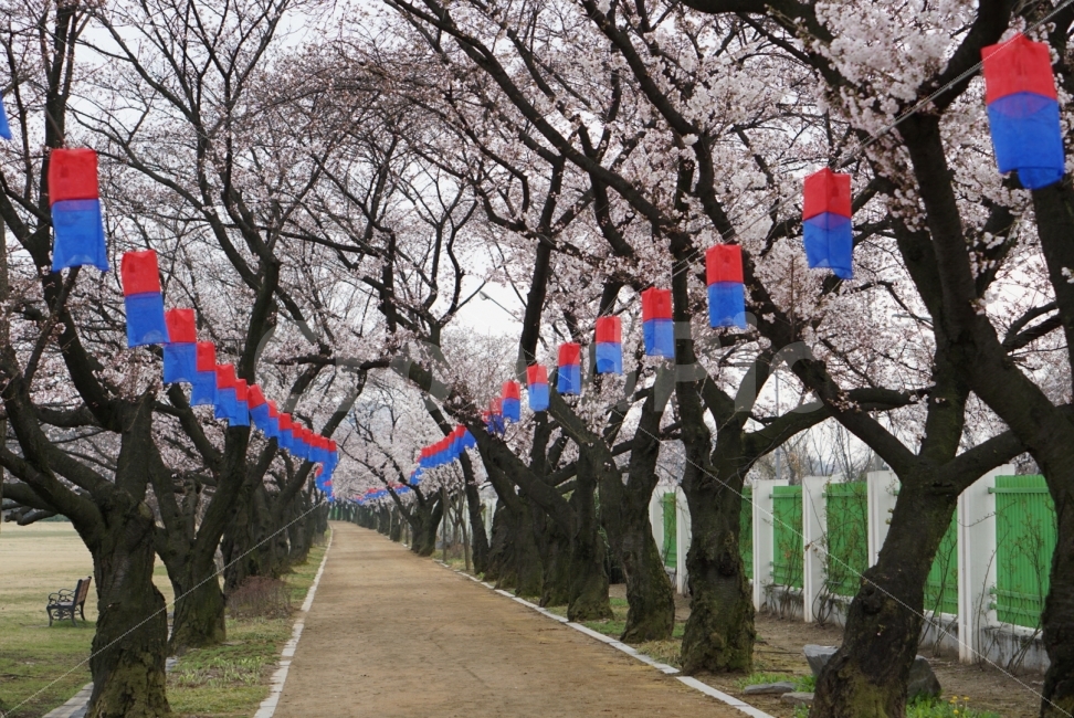 벚꽃,길,봄,꽃길,나무,자연,풍경,nature,landscape,봄,계절,spring,season,한국전통,한국문화,korean traditional,korean culture,tree,plant,식물