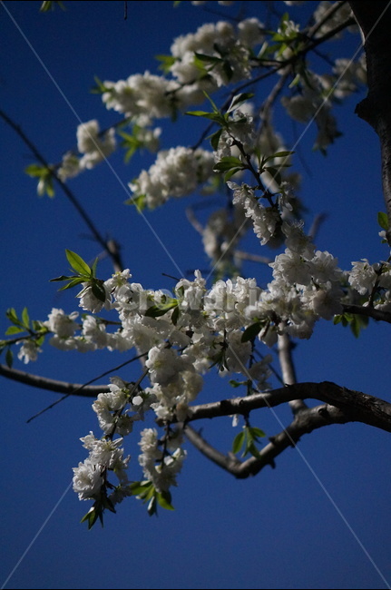 백매화,흰색,봄,하늘,저녁,흐림,봄,계절,spring,season,야경,밤,풍경,nightscape,night,landscape,식물,자연,plants,nature,꽃,flower,plant