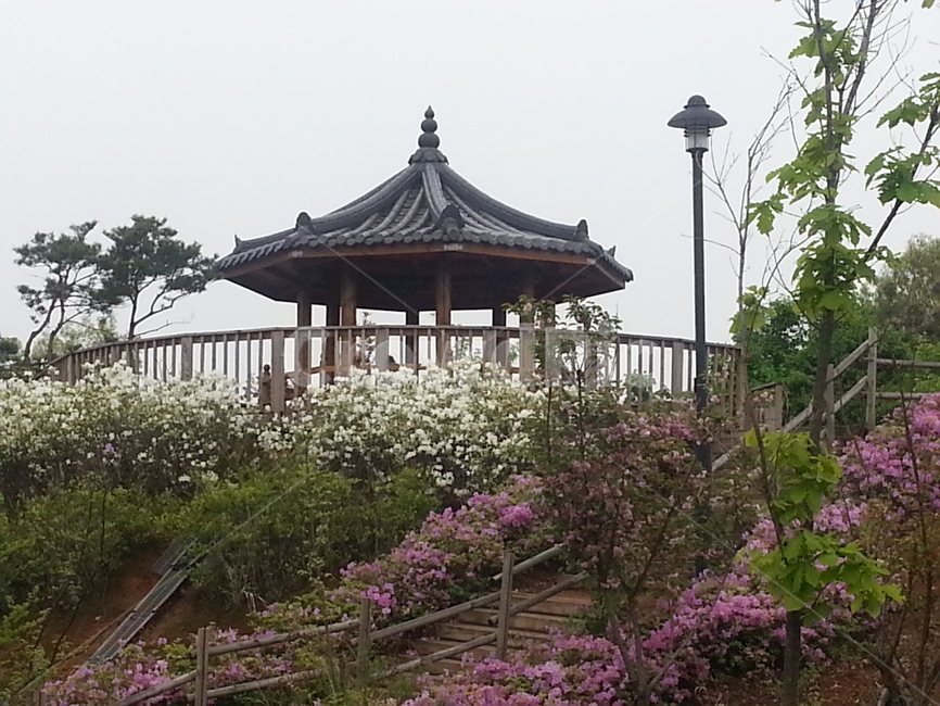 정자,풍경,쉼터,나무,꽃