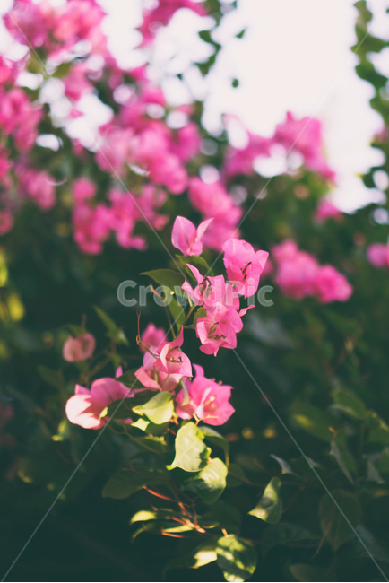 부겐베리아,꽃,flower,핑크,plant,식물,자연,햇빛,blossom,식물,자연,plants,nature,꽃,flower