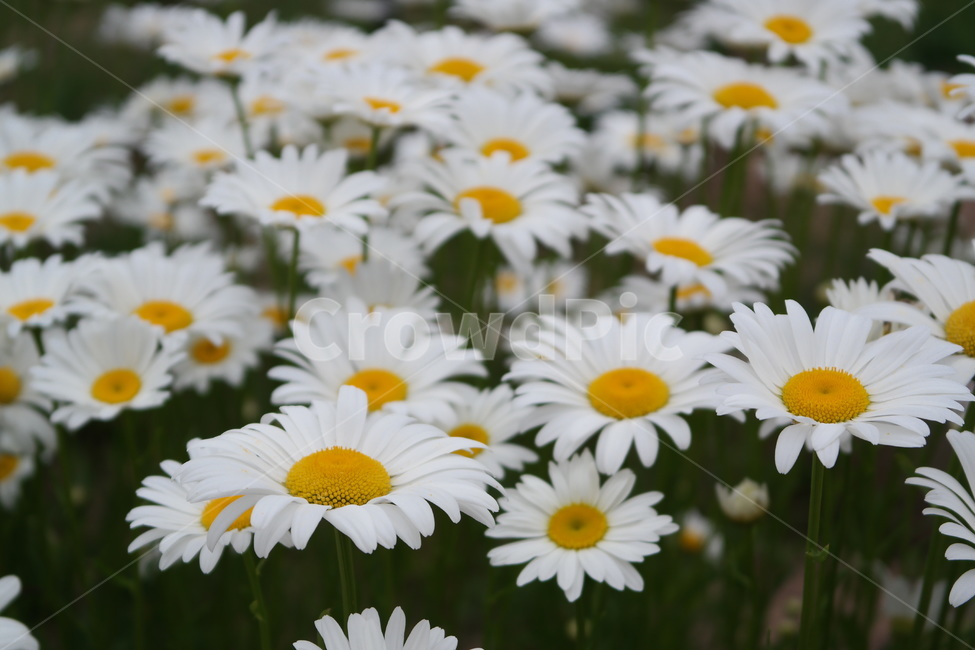 마가렛,마거리트,꽃,marguerite,감성,white,yellow,blossom,flower,꽃밭,자연,식물,plant,만개,국화과,식물,자연,plants,nature,꽃,flower