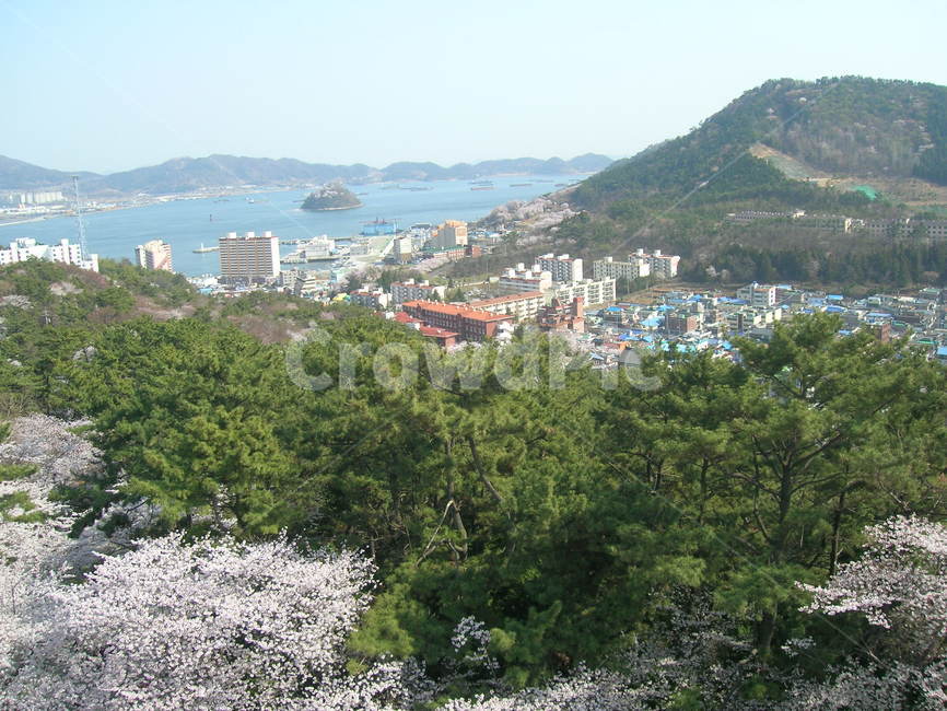 벚꽃,진해군항제,식물,나무,봄,봄,계절,spring,season,자연,풍경,nature,landscape,scenery,outdoors,옥외,경치,slope,경사