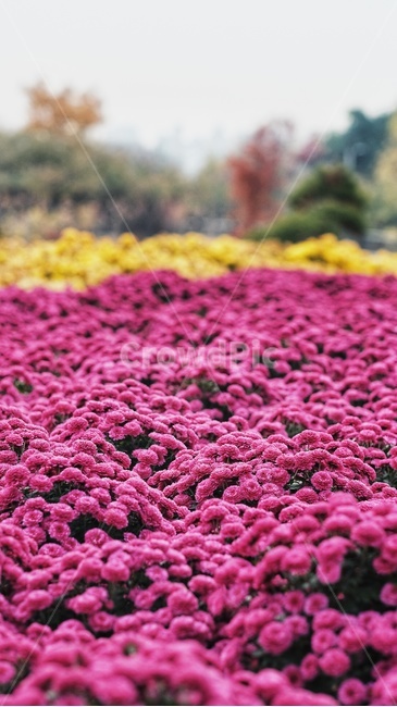 가을,풍경,꽃,국화,수목원,식물,자연,plants,nature,꽃,flower
