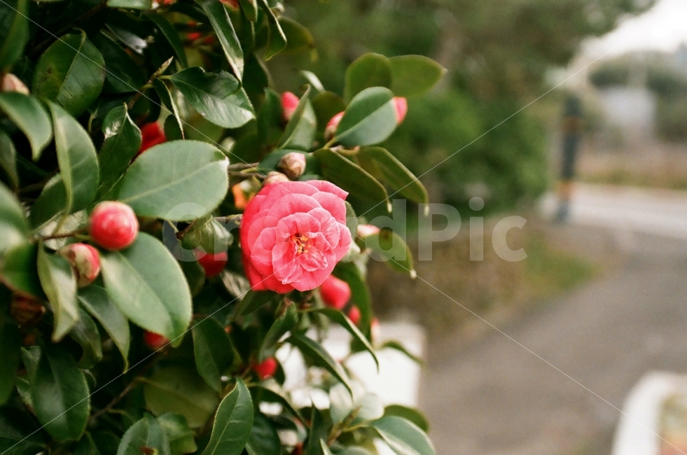 동백,동백나무,동백꽃,동백나무꽃,꽃,식물,자연,plants,nature,꽃,flower,감성,sensible,feeling