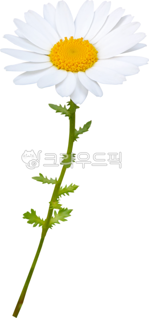 daisy,flower,chamomile,marguerite,marguerite,frutescens,margueritedaisy,parisdaisy,argyranthemum frutescens,chrysanthemum frutescens,spring,blossom,bloom,flower,yellow,plant,wildflower,white,stem,branch