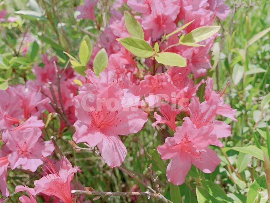 plant,식물,꽃,blossom,봄,식물,자연,plants,nature,꽃,flower