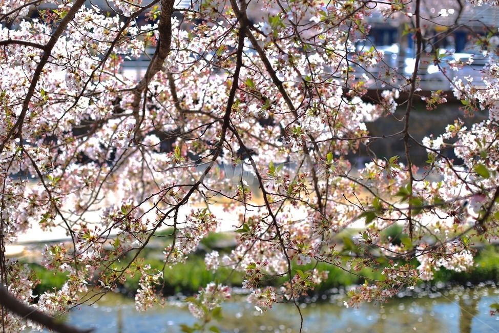 plant,식물,blossom,꽃,flower,벚꽃,봄